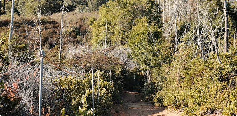 Narrow dirt hiking trail winding through dense forest with green and bare trees